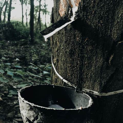 Latex naturel et caoutchouc de Thaïlande, hévéas et plantations