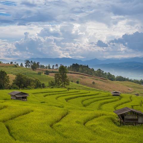 Riz jasmin et céréales de Thaïlande, export vers la France